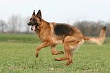 BERGER ALLEMAND 1173